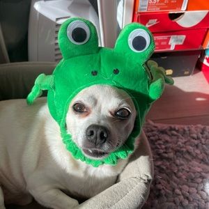 Frog pet costume